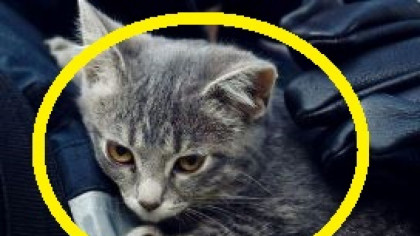 Alimentul COMUN interzis pentru pisici! Care este?